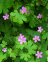 Cranesbill, Shining